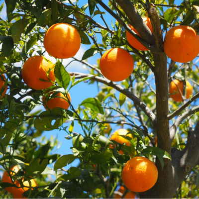 Sinaasappels geven een energieke boost!